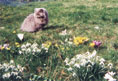 Perser auf Frühlingswiese des Katzenhotel Waterwiese